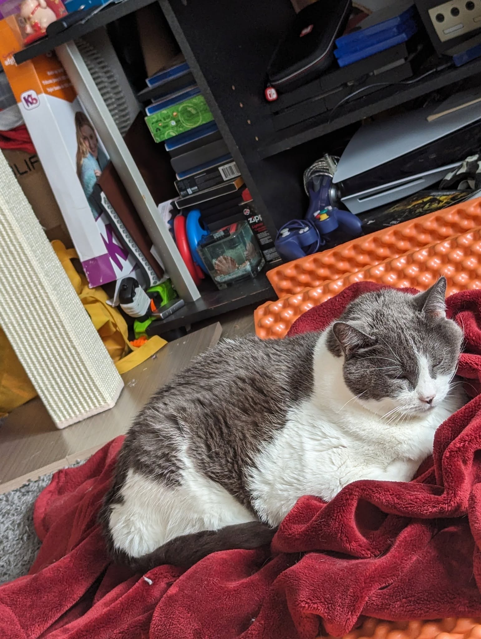 My cat